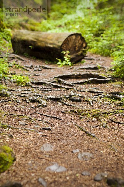 Monbachtal  Schwarzwald  Baden-Württemberg  Deutschland  Europa