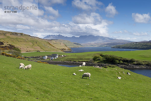 Vereinigtes Königreich  Schottland  Isle of Skye  Ansicht von Schafen auf grüner Wiese
