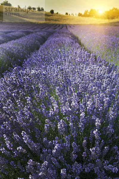 hoch  oben  nahe  Nutzpflanze  Feld  Lavendel