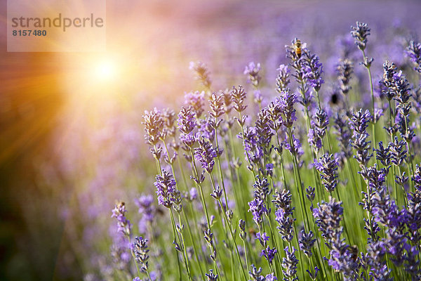 Nutzpflanze  Feld  Reihe  Lavendel