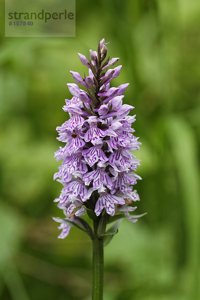 Österreich  Frühe violette Orchidee  Nahaufnahme