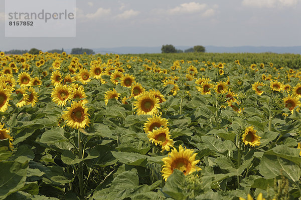 Österreich  Burgenland  Blick auf Sonnenblumenfeld