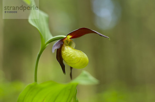 Cypripedium Calceolusblüte im Schwarzwald