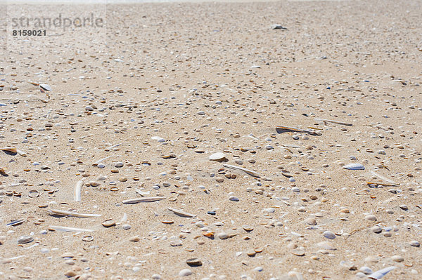 Dänemark  Romo  Muscheln auf Sand an der Nordsee