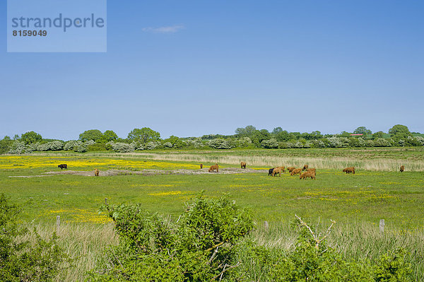 Germany  Schleswig Holstein  View of highland cattle grazing in field