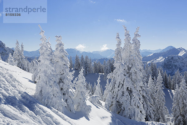 Deutschland  Bayern  Schneebedeckte Fichten am Tegelberg