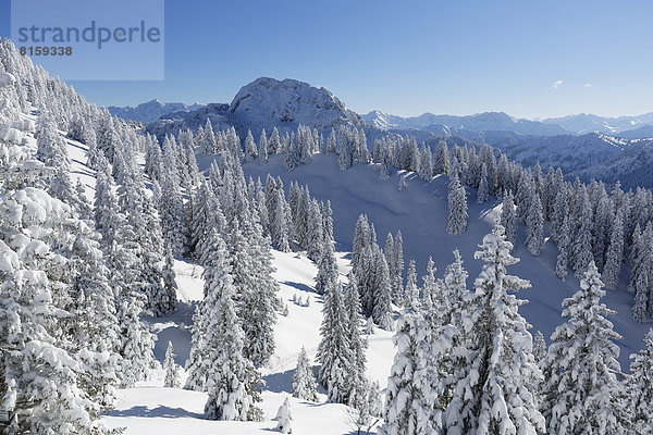 Deutschland  Bayern  Schneebedeckte Fichten am Tegelberg