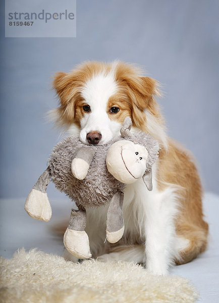 Border Collie Hund mit Lammspielzeug im Mund