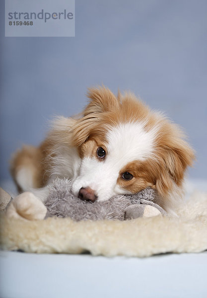 Border Collie Hund sitzend auf Teppich mit Plüschtier