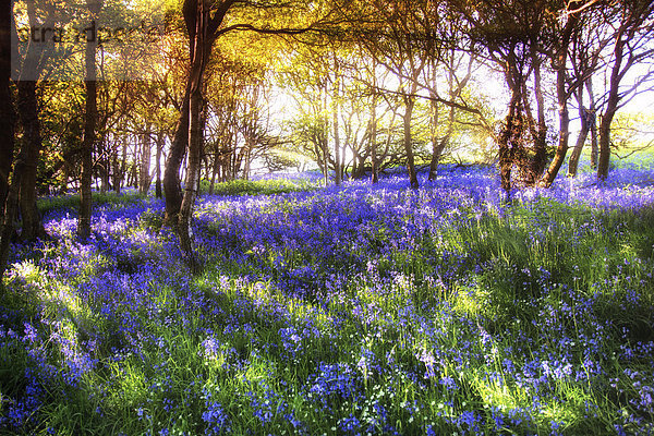 Schottland  Bluebell Blume