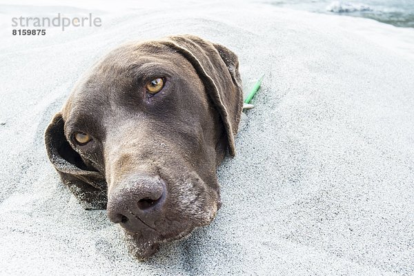 Hund  Sand  begraben