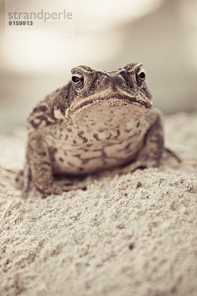 Kröte  bufo gutteralis  Spazierstock  Stock  Barbados