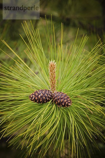 Gelb-Kiefer  Pinus ponderosa