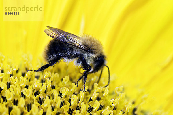 Hummel (Bombus sp.) sammelt Nektar und Pollen auf einer Sonnenblume
