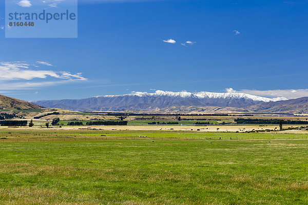 Weideland in Central Otago mit der schneebedeckten St. Bathans Range