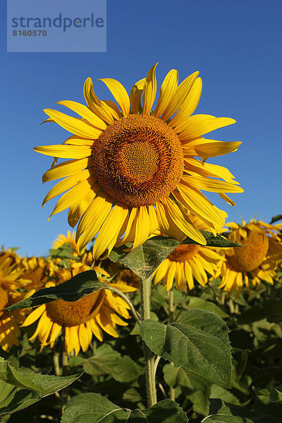 Sonnenblume (Helianthus annuus)  Sonnenblumenfeld
