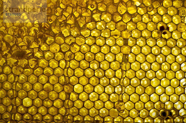 Honigwaben und Honig