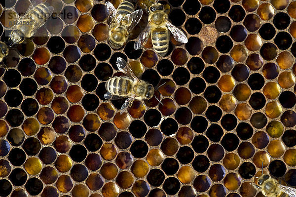 Honigbienen (Apis sp.) und Honigwaben
