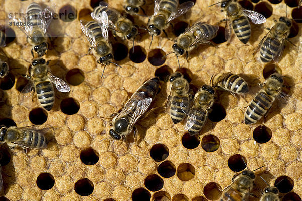 Honigbienen (Apis sp.) und Honigwaben  in der Mitte die Bienenkönigin
