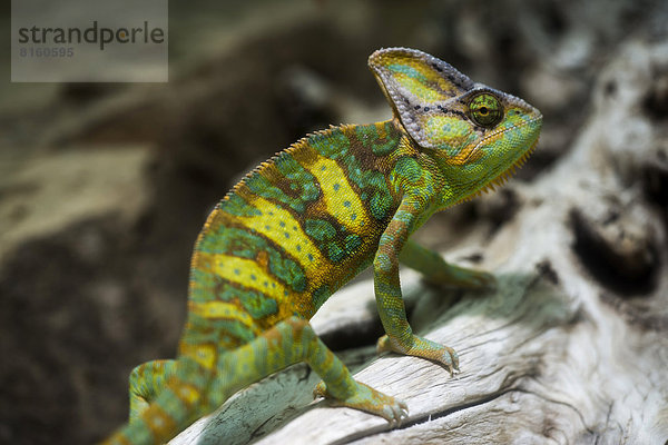 Chamäleon Chamaeleo chamaeleon Botanischer Garten Botanische Schleier Zoo Zoologischer Garten Zoologische Gärten Wilhelma Jemen