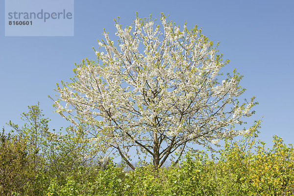 Weißblühende Vogel-Kirsche(Prunus avium) an einer Hecke