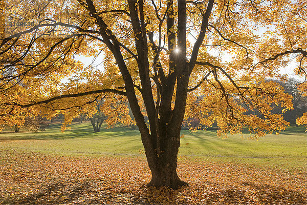 Herbstlich verfärbter Feldahorn  Feld-Ahorn oder Maßholder (Acer campestre) in einem Park