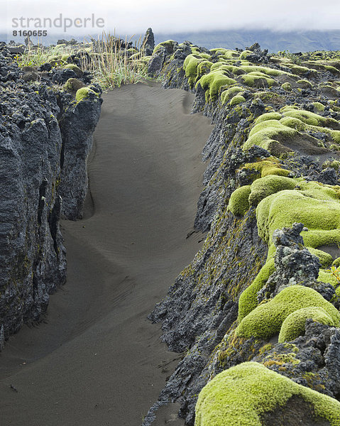 Moospolster auf altem Lavafeld