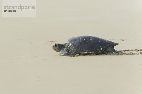 Wasserschildkröte Schildkröte grün Meer Pazifischer Ozean Pazifik Stiller Ozean Großer Ozean Landschildkröte Schildkröte Weg