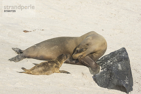 Galapagos Sea Lion (Zalophus wollebaeki)  adult turning to pup