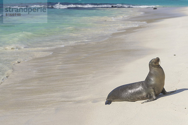 Seelöwe Strand Galapagosinseln