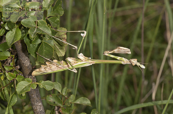 Hauben-Fangschrecke (Empusa pennata) in Lauerstellung