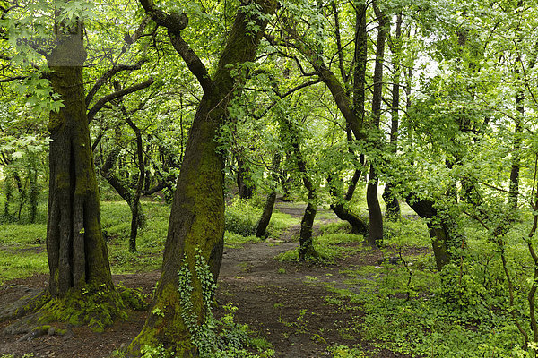 Auwald am Köycegiz-See  Orientalischer Amberbaum (Liquidambar orientalis)