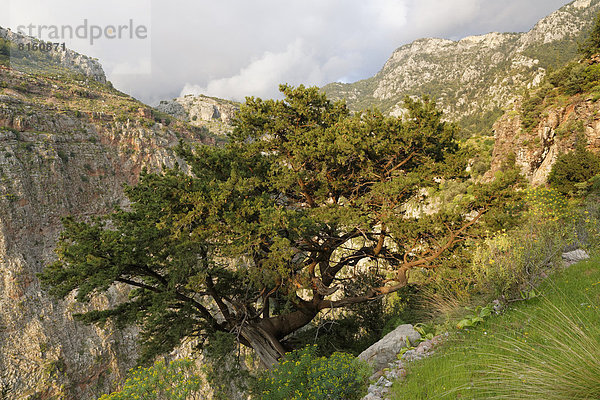 Phönizischer Wacholder (Juniperus phoenicea)  Schmetterlingstal oder Kelebek Vadisi