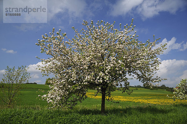 Blühender Apfelbaum (Malus domesticus) auf einer Wiese