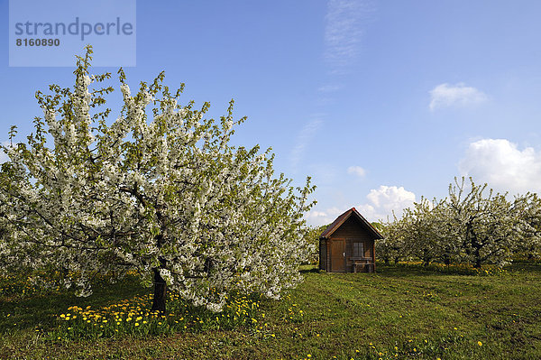 Blühende Kirschbäume (Prunus avium)  Kirschplantage mit einer Schutzhütte