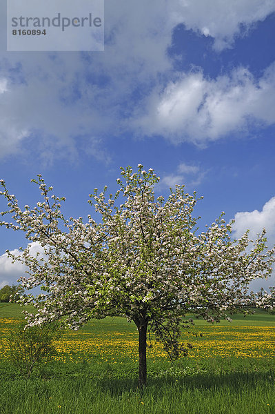 Blühender Apfelbaum (Malus domesticus)  Löwenzahnwiese  hinten die Ortschaft Pettensiedel