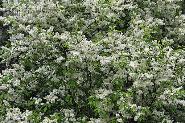 Blühende Gewöhnliche Traubenkirsche (Prunus padus)