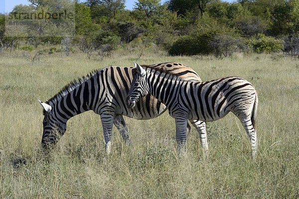 Steppenzebra (Equus quagga) mit Jungtier