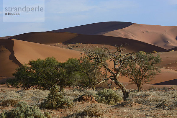 Bäume in einer Wüstenlandschaft