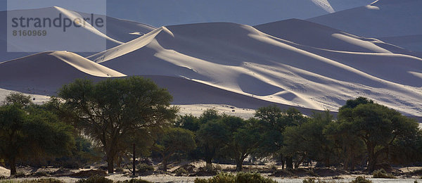 Wüstenlandschaft mit Bäumen