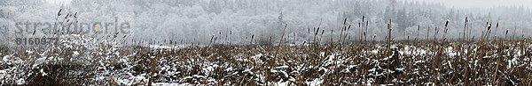 Panorama  Winter  Sumpf