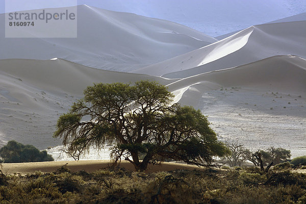 Vegetation vor Sanddünen