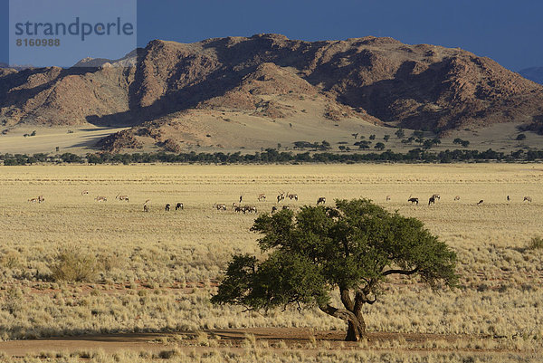 Oryxantilopen (Oryx) grasen in einer Steppenlandschaft
