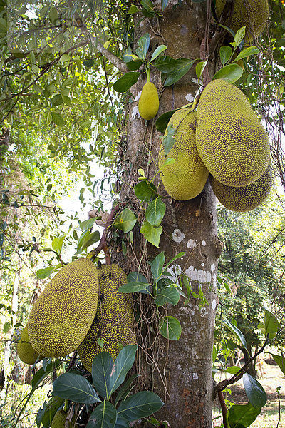 Jackfruits  Jackfrüchte  Jackbaumfrüchte (Artocarpus heterophyllus) am Baum
