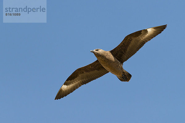 Skua (Stercorarius skua) im Flug