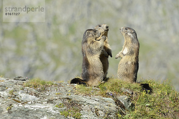 Alpenmurmeltiere (Marmota marmota)  stehend im Kreis