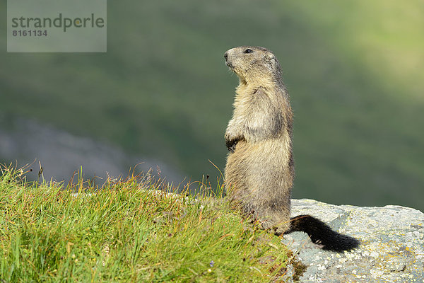 Alpenmurmeltier (Marmota marmota)  steht auf Hinterbeinen  beobachtet seine Umgebung