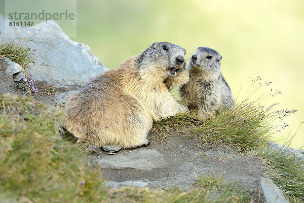 Alpenmurmeltiere (Marmota marmota)  Jungtier beschnuppert Muttertier