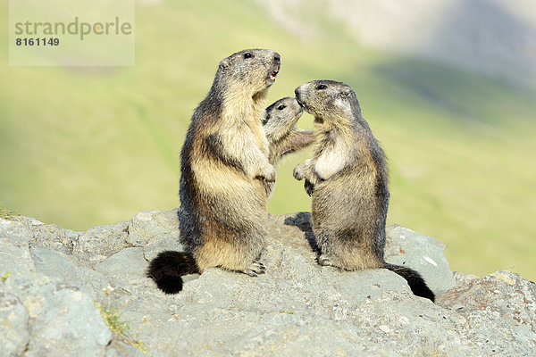 Alpenmurmeltiere (Marmota marmota)  Jungtier beschnuppert Elterntiere
