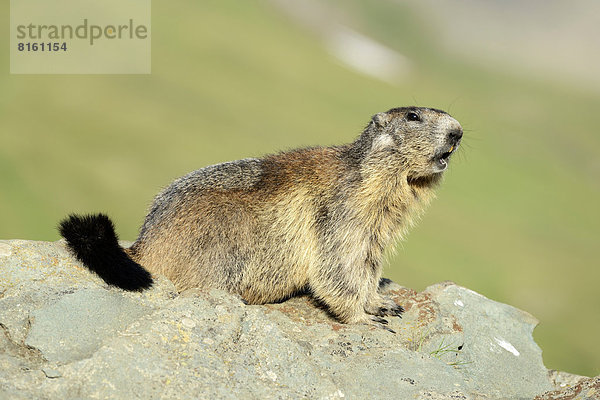 Alpenmurmeltier (Marmota marmota) auf Felsen sitzend